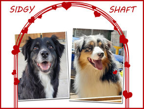 Annonce mariage de reproducteurs aussie