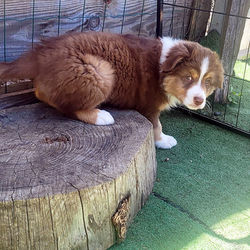 BlueMoka, aussie chiot