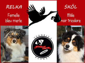 Faire-part de naissance de chiots aussie