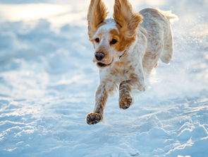 Chien qui court dans la neige