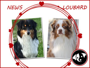 Portée d'australian shepherds à venir à l'élevage...