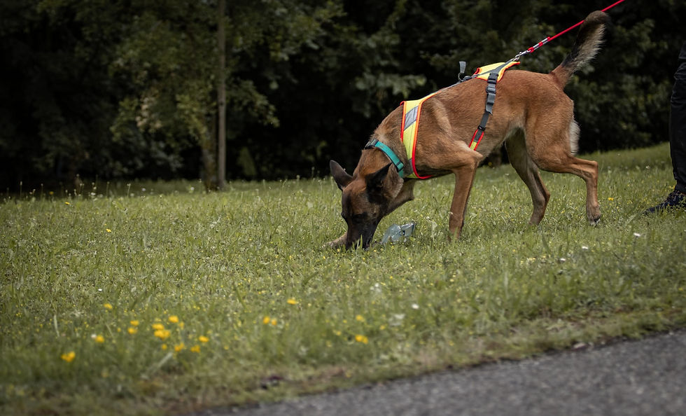 Stage Mantrailing Georgia K9