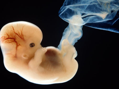 Kada počinje život?