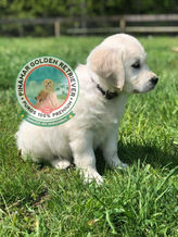 Golden Retriever
Labrador Retriever
Pinamar
Playa
Arena