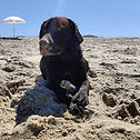 golden
cachorro
pinamar
labrador
