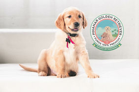 Golden Retriever
Labrador Retriever
Pinamar
Playa
Arena