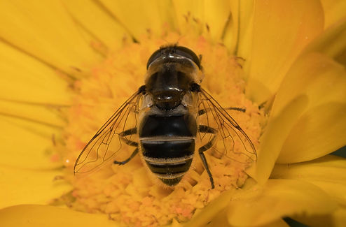 Syrphidae, Eristalis spec bee mimic.jpg