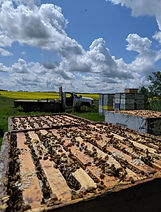 apiary