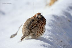 Tibetan Partridge (c) Jigmet Dadul (2)