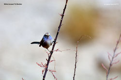 white browed warbler