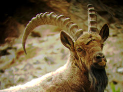 Ibex