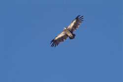 griffon valture