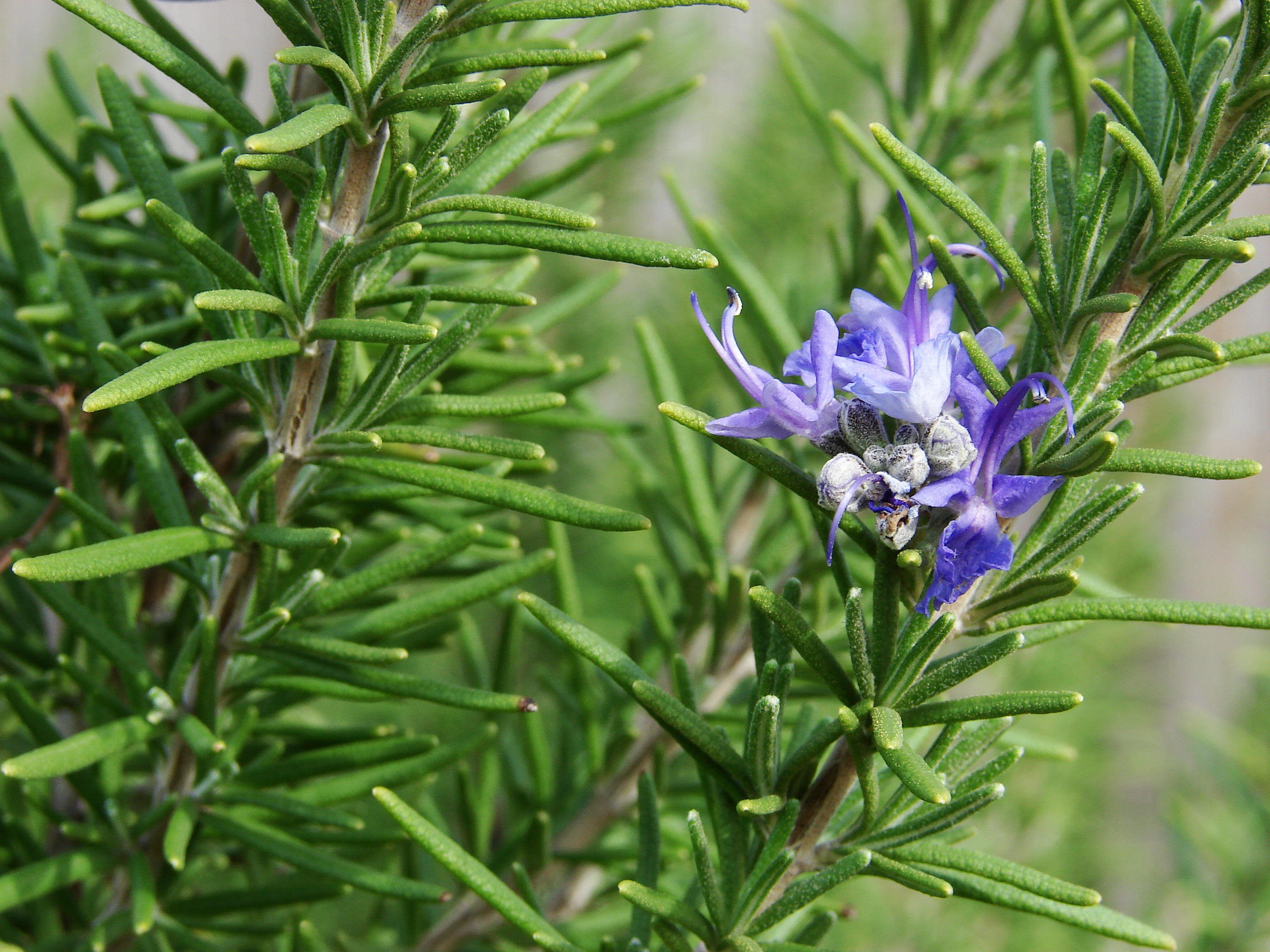 Rosemary Essential Oil — Salvia rosmarinus Spenn.