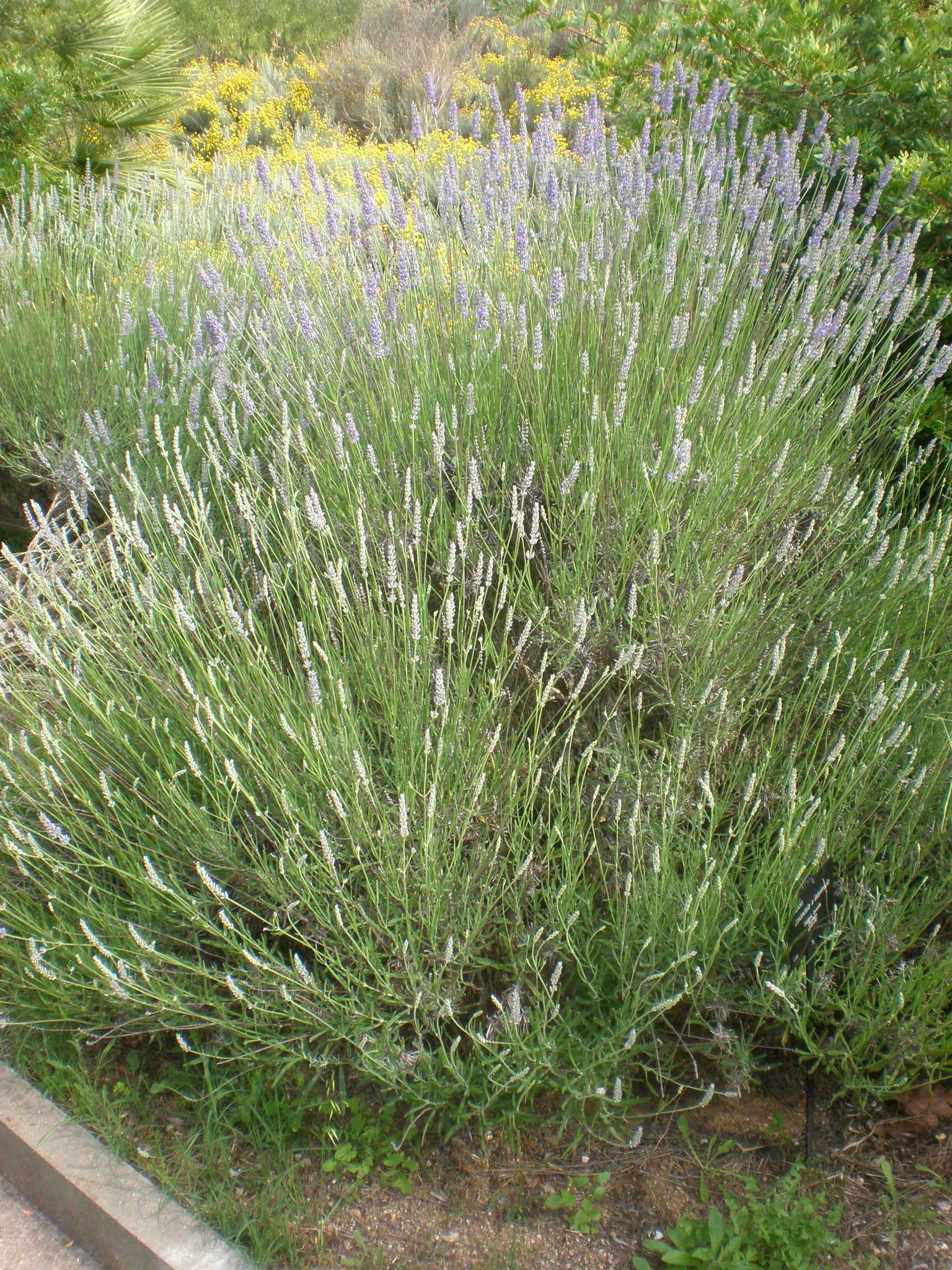 Lavandin Essential Oil — Lavandula × intermedia