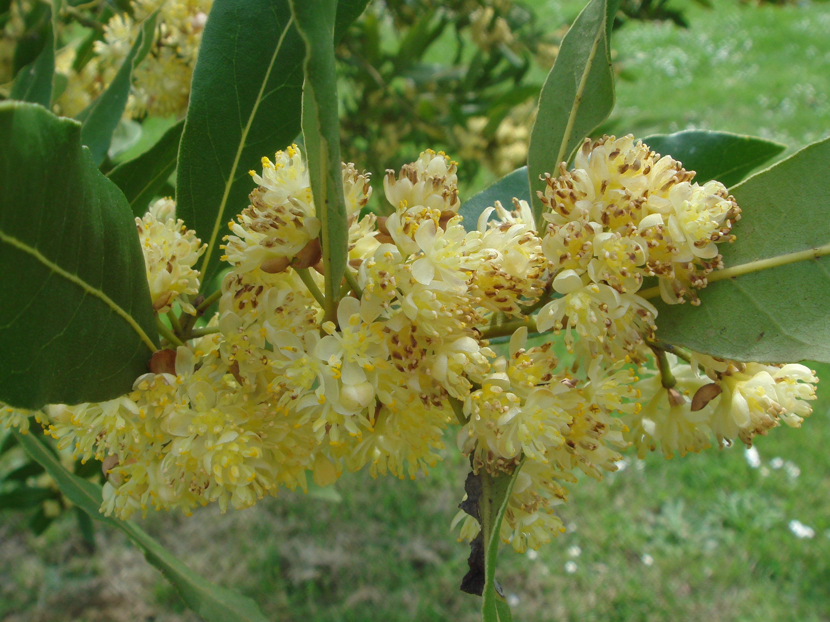 Laurel Leaf Essential Oil — Laurus nobilis L.