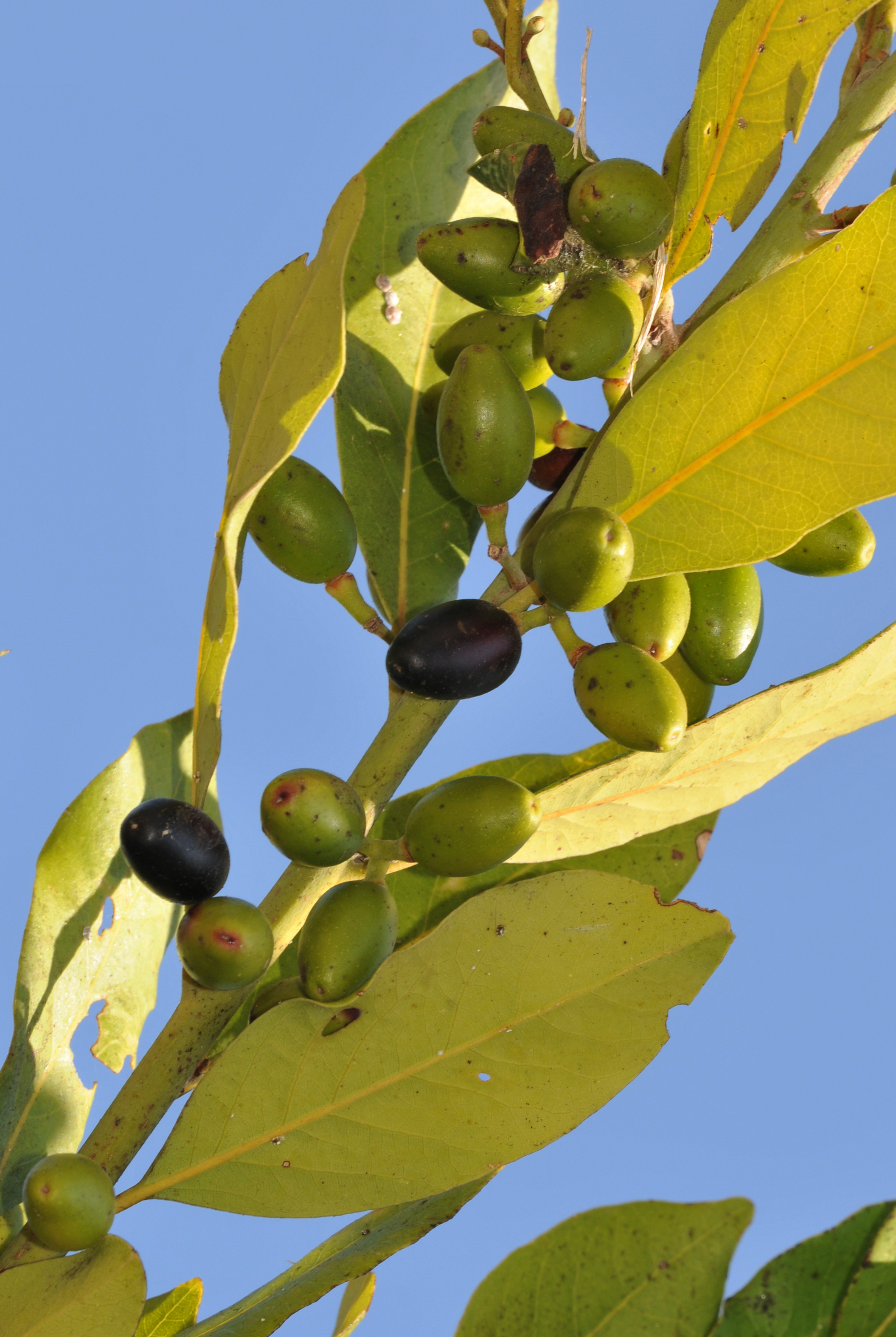 トルコのメルスィンで撮影された本物のLaurus nobilisの葉と果実。GOFの圃場ではない