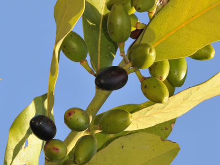 Hojas y frutos reales de Laurus nobilis fotografiados en Mersin, Turquía; no es un campo de GOF