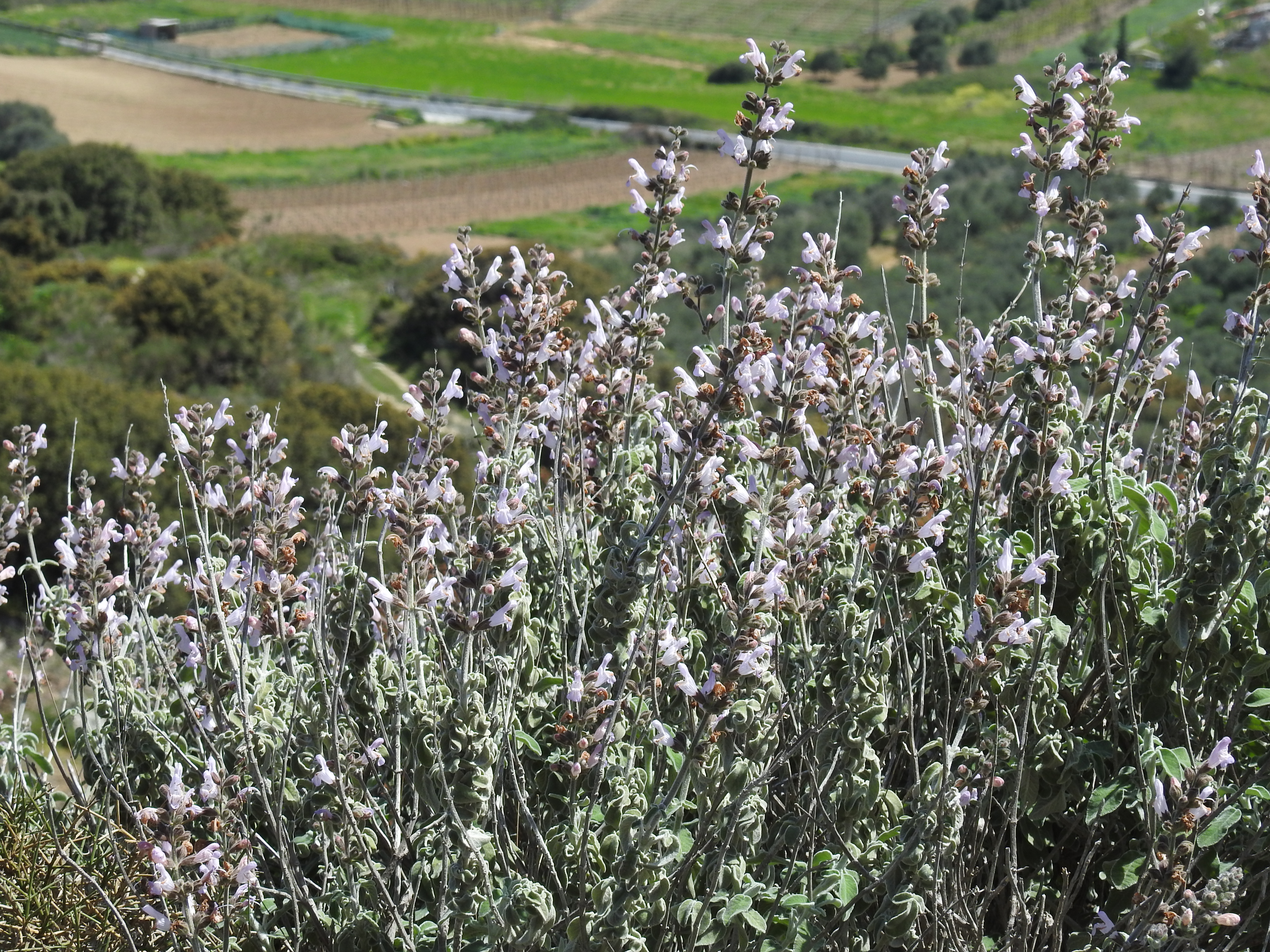 Anatolian Sage Essential Oil — Salvia fruticosa Mill.