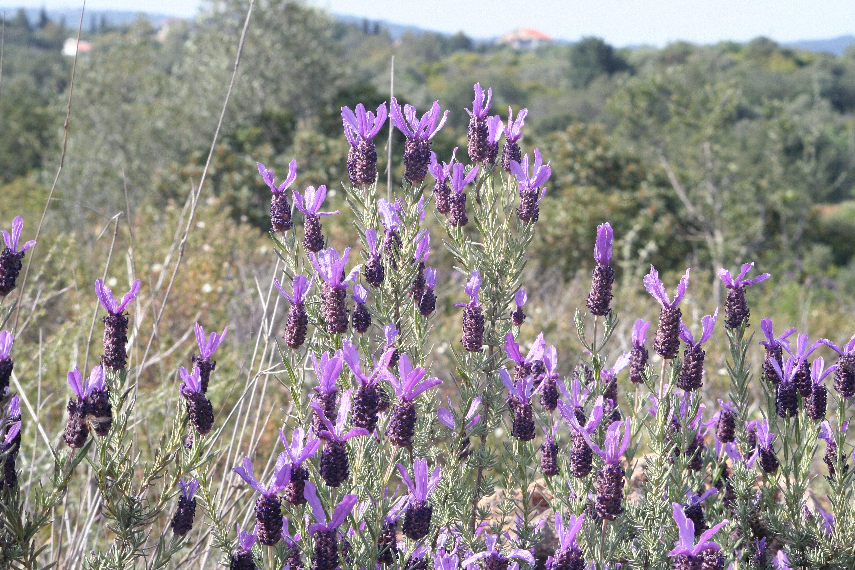 Karabaş Lavender Essential Oil — Lavandula stoechas L.