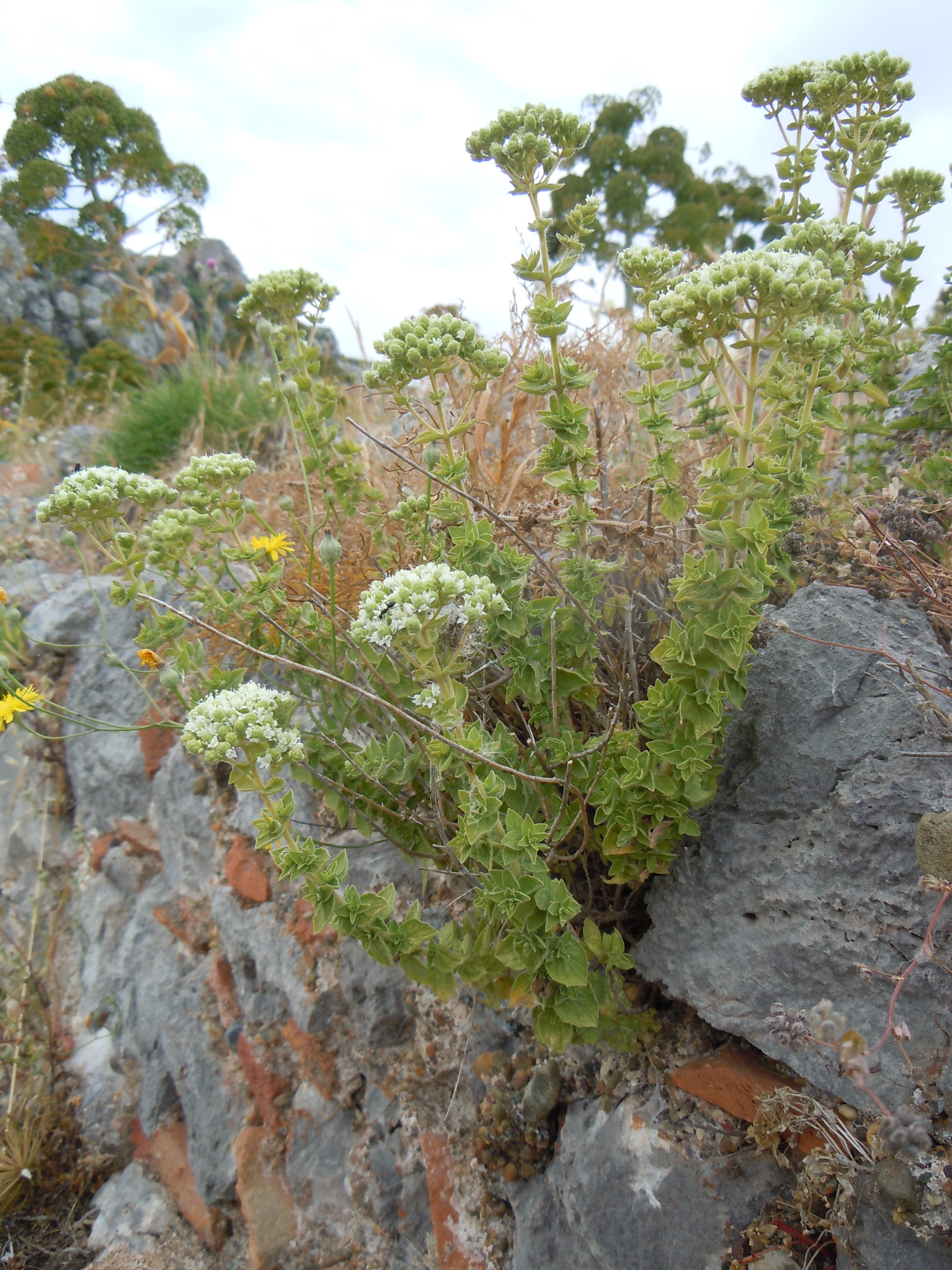 Oregano (Kekik) Essential Oil — Origanum onites L.