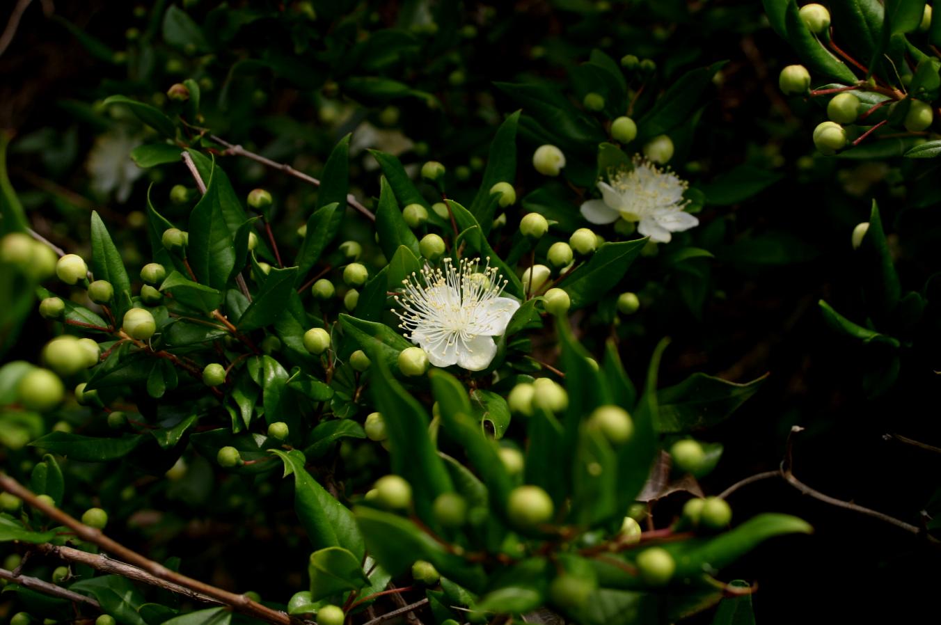 Myrtle Essential Oil — Myrtus communis L.