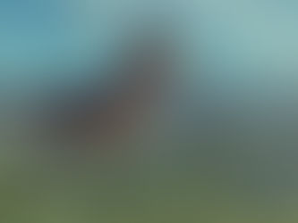 Dinovember Comes to Clifton Public Library!