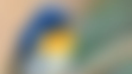 Four Pet Limit Per Household?