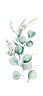 Obliqua_b_edited.png