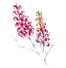 Grevillia_a_edited.png