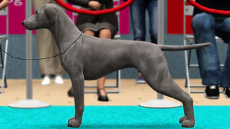 Weim (1).jpg