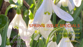 The Four Hamlets Gazette-issue 2