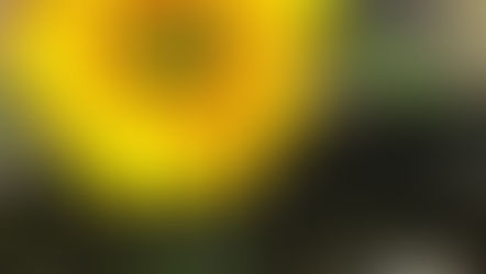 Sunflower Challenge at Open Gardens