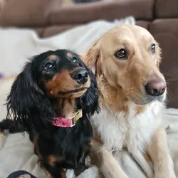 Oakley&Josie