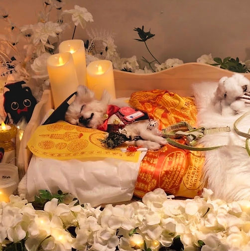 Pet Aftercare / Pet Grooming for Afterlife
