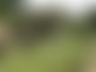 [イベント]「臨春閣」内庭 特別開放【横浜・三溪園】