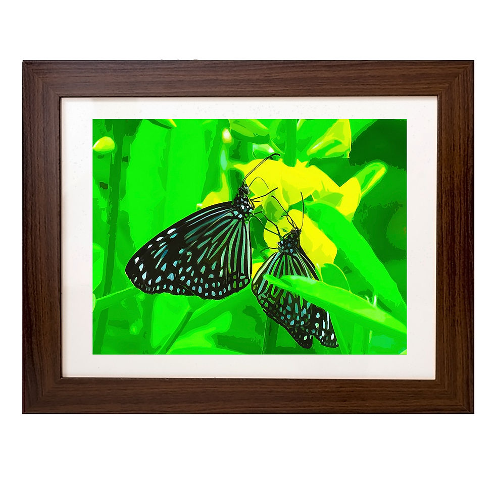 Thumbnail: Framed prints of butterflies