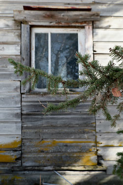 Royal Pine