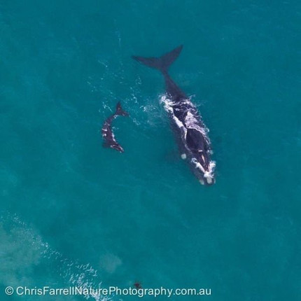 whale.jpeg