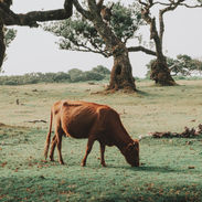Jemgwa-Malàbe-NANURA-grazing-cow-on-farm-field