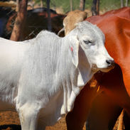 nalaka daundaratne -white sindhi cow