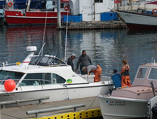 Two fish haulers picking up fish from a small white boat in the Homer harbor.