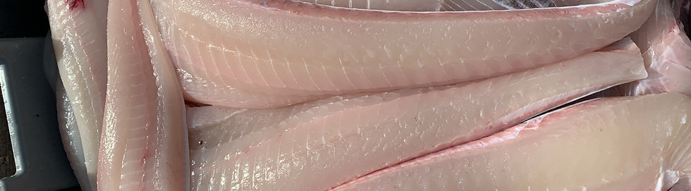 Wild Alaskan halibut fillets in Homer, Alaska.