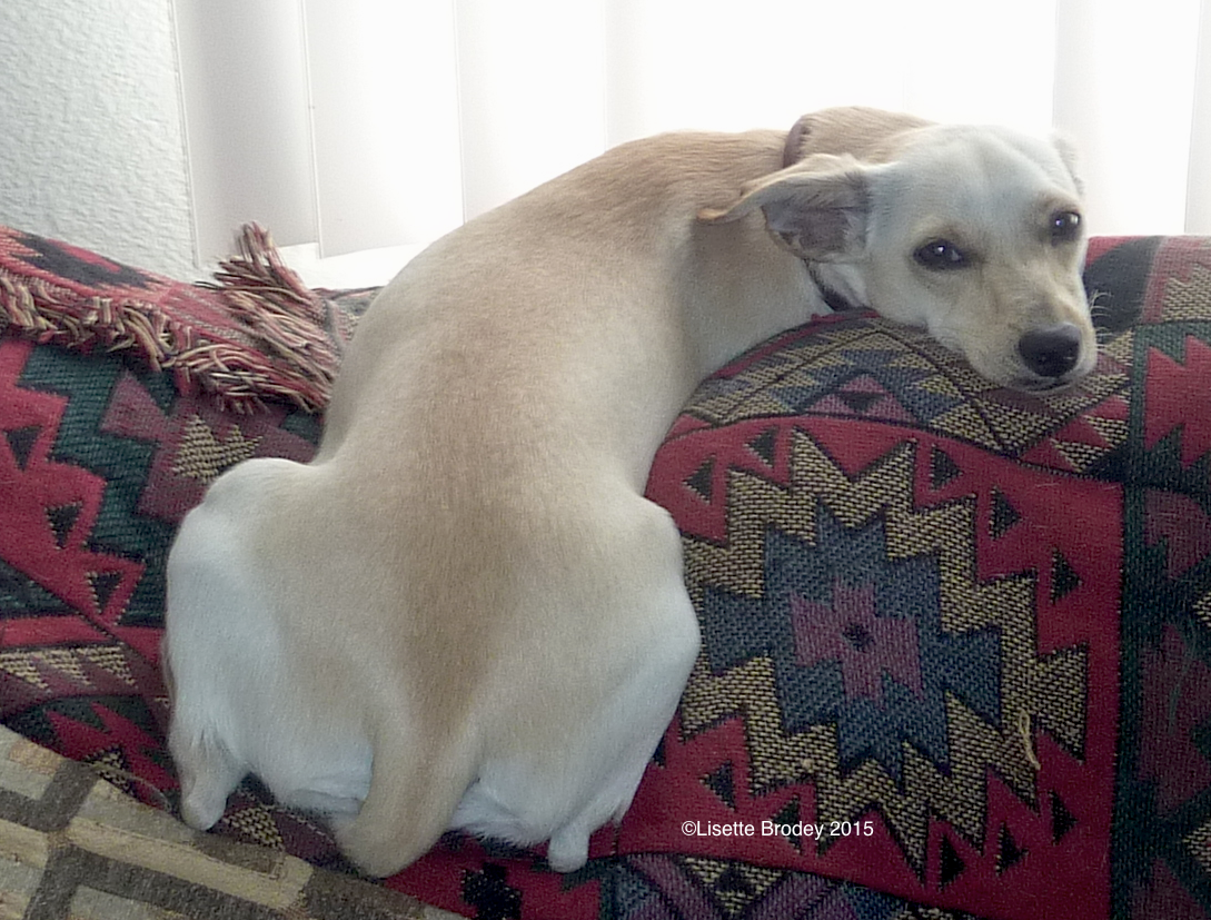 Bentley On The Couch