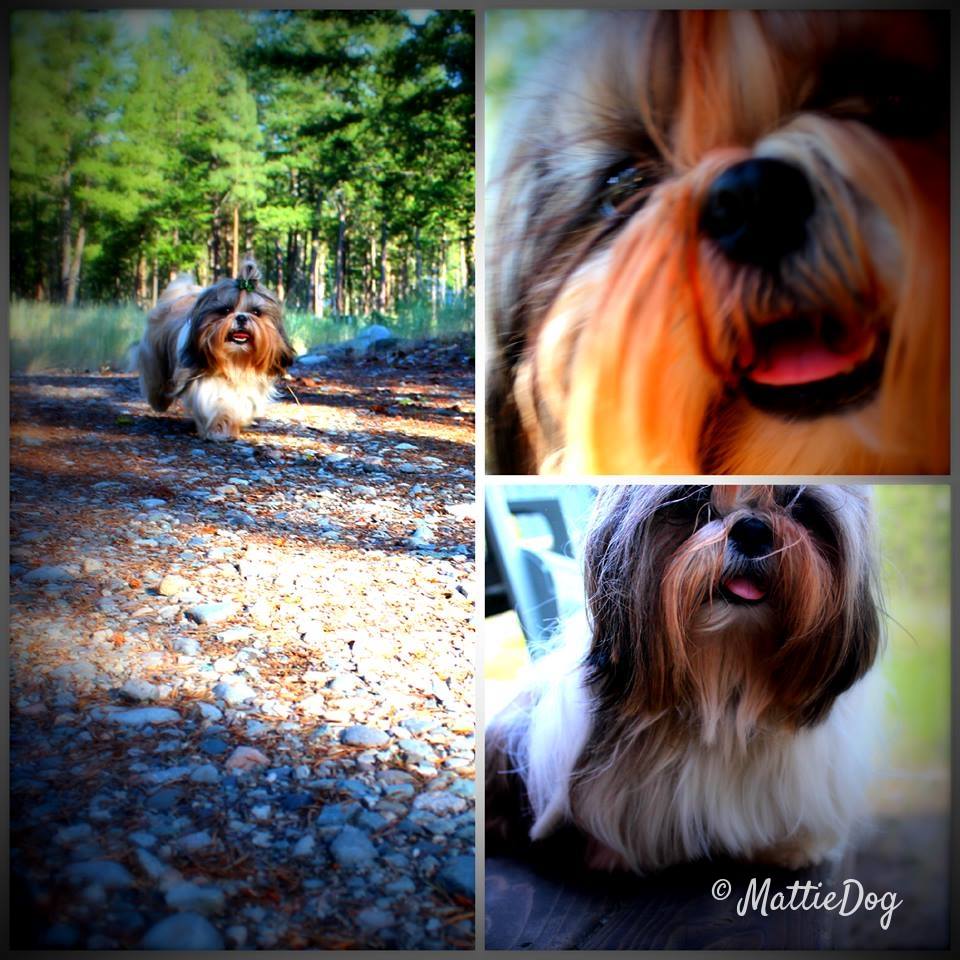 It's da chief fuzzy dude Mattiedog