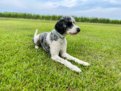 img_9067.jpeg