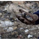 Environmental Tragedy: The number of deaths in forest fires in Chile rises to 122
