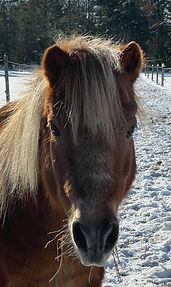 horses bill 22.jpg