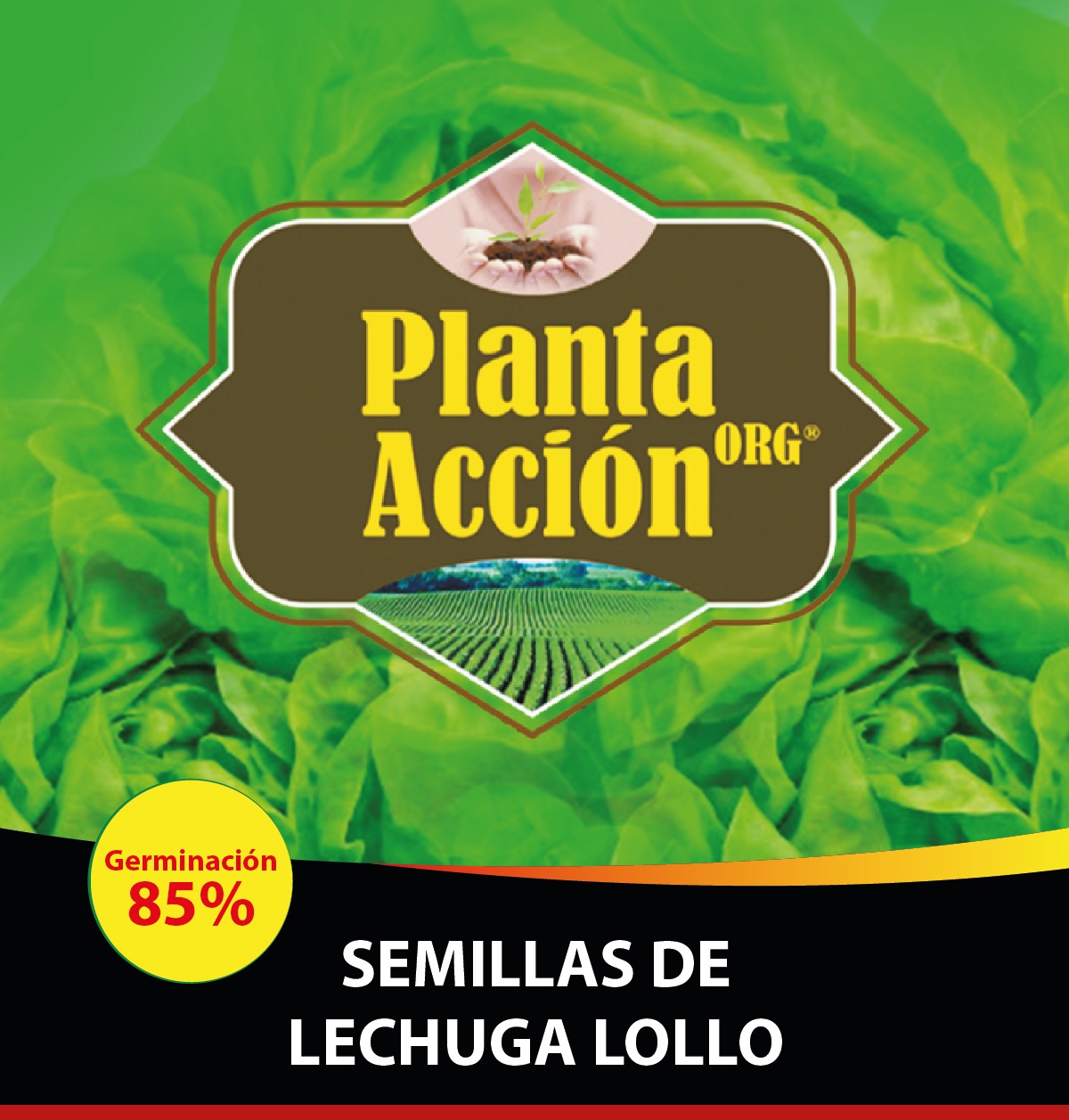 SEMILLAS DE LECHUGA LOLLO