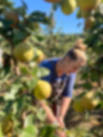 Finnriver-Perry-Pear-Harvest