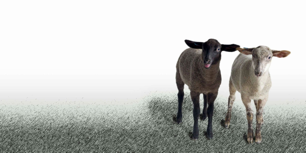 Tiroler Schafe aus Umhausen: Franz-und-Ferdinand